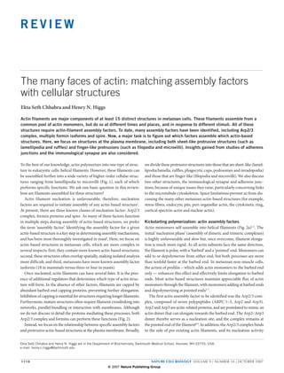 REVIEW



The many faces of actin: matching assembly factors
with cellular structures
Ekta Seth Chhabra and Henry N. Higgs

Actin filaments are major components of at least 15 distinct structures in metazoan cells. These filaments assemble from a
common pool of actin monomers, but do so at different times and places, and in response to different stimuli. All of these
structures require actin-filament assembly factors. To date, many assembly factors have been identified, including Arp2/3
complex, multiple formin isoforms and spire. Now, a major task is to figure out which factors assemble which actin-based
structures. Here, we focus on structures at the plasma membrane, including both sheet-like protrusive structures (such as
lamellipodia and ruffles) and finger-like protrusions (such as filopodia and microvilli). Insights gained from studies of adherens
junctions and the immunological synapse are also considered.

To the best of our knowledge, actin polymerizes into one type of struc-         we divide these protrusive structures into those that are sheet-like (lamel-
ture in eukaryotic cells: helical filaments. However, these filaments can       lipodia/lamella, ruffles, phagocytic cups, podosomes and invadopodia)
be assembled further into a wide variety of higher-order cellular struc-        and those that are finger-like (filopodia and microvilli). We also discuss
tures ranging from lamellipodia to microvilli (Fig. 1), each of which           two other structures, the immunological synapse and adherens junc-
performs specific functions. We ask one basic question in this review:          tions, because of unique issues they raise, particularly concerning links
how are filaments assembled for these structures?                               to the microtubule cytoskeleton. Space limitations prevent us from dis-
   Actin filament nucleation is unfavourable; therefore, nucleation             cussing the many other metazoan actin-based structures (for example,
factors are required to initiate assembly of any actin-based structure1.        stress fibres, endocytic pits, peri-organellar actin, the cytokinetic ring,
At present, there are three known classes of nucleation factor: Arp2/3          cortical spectrin-actin and nuclear actin).
complex, formin proteins and spire. As many of these factors function
in multiple steps during assembly of actin-based structures, we prefer          Kickstarting polymerization: actin assembly factors
the term ‘assembly factor’. Identifying the assembly factor for a given         Actin monomers self-assemble into helical filaments (Fig. 2a)1,3. The
actin-based structure is a key step in determining assembly mechanisms,         initial ‘nucleation phase’ (assembly of dimeric and trimeric complexes)
and has been most thoroughly investigated in yeast2. Here, we focus on          is highly unfavourable and slow but, once overcome, filament elonga-
actin-based structures in metazoan cells, which are more complex in             tion is much more rapid. As all actin subunits face the same direction,
several respects: first, they contain more known actin-based structures;        the filament is polar, with a ‘barbed’ and a ‘pointed’ end. Monomers can
second, these structures often overlap spatially, making isolated analysis      add to or depolymerize from either end, but both processes are more
more difficult; and third, metazoans have more known assembly factor            than tenfold faster at the barbed end. In metazoan non-muscle cells,
isoforms (18 in mammals versus three or four in yeasts).                        the action of profilin – which adds actin monomers to the barbed end
   Once nucleated, actin filaments can have several fates. It is the pres-      only — enhances this effect and effectively limits elongation to barbed
ence of additional regulators that determines which type of actin struc-        ends. Most actin-based structures maintain appreciable flux of actin
ture will form. In the absence of other factors, filaments are capped by        monomers through the filament, with monomers adding at barbed ends
abundant barbed-end capping proteins, preventing further elongation.            and depolymerizing at pointed ends4–7.
Inhibition of capping is essential for structures requiring longer filaments.      The first actin assembly factor to be identified was the Arp2/3 com-
Furthermore, mature structures often require filament crosslinking into         plex, composed of seven polypeptides (ARPC 1–5, Arp2 and Arp3).
networks, parallel bundling or interaction with membranes. Although             Arp2 and Arp3 are actin-related proteins, and are postulated to mimic an
we do not discuss in detail the proteins mediating these processes, both        actin dimer that can elongate towards the barbed end. The Arp2–Arp3
Arp2/3 complex and formins can perform these functions (Fig. 2).                dimer thereby serves as a nucleation site, and the complex remains at
   Instead, we focus on the relationship between specific assembly factors      the pointed end of the filament8,9. In addition, the Arp2/3 complex binds
and protrusive actin-based structures at the plasma membrane. Broadly,          to the side of pre-existing actin filaments, and its nucleation activity


Ekta Seth Chhabra and Henry N. Higgs are in the Department of Biochemistry, Dartmouth Medical School, Hanover, NH 03755, USA.
e-mail: henry.n.higgs@dartmouth.edu



1110                                                                                NATURE CELL BIOLOGY VOLUME 9 | NUMBER 10 | OCTOBER 2007
                                                        © 2007 Nature Publishing Group
 