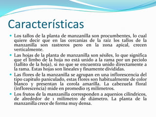 Características
 Los tallos de la planta de manzanilla son procumbentes, lo cual
  quiere decir que en las cercanías de la raíz los tallos de la
  manzanilla son rastreros pero en la zona apical, crecen
  verticalmente.
 Las hojas de la planta de manzanilla son sésiles, lo que significa
  que el limbo de la hoja no está unido a la rama por un peciolo
  (tallito de la hoja), si no que se encuentra unido directamente a
  la rama. Estas hojas son lineales y finamente divididas.
 Las flores de la manzanilla se agrupan en una inflorescencia del
  tipo capitulo paniculado, estas flores son habitualmente de color
  blanco y presentan la corola amarilla. La cabezuela floral
  (inflorescencia) mide en promedio 15 milímetros.
 Los frutos de la manzanilla corresponden a aquenios cilíndricos,
  de alrededor de 1 milímetro de diámetro. La planta de la
  manzanilla crece de forma muy densa.
 