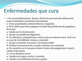 Enfermedades que cura
 1- Es un antiinflamatorio. Ayuda a aliviar los procesos de inflamación
  tanto tomándola o usándola externamente.
  2- Tiene propiedades antimicrobianas y fugicidas
  3- Se le utiliza para hacer gárgaras cuando hay problemas de garganta y
  de encías
  4- Ayuda con la cicatrización
  5- Ayuda con problemas digestivos
  6- Es calmante y tranquilizante, actúa como un sedante suave. Se le usa
  en caso de irritabilidad, tristeza y ansiedad.
  7- Ayuda a controlar el eczema y las hemorroides
  8- Facilita la menstruación y ayuda a eliminar sus molestias
  9- En cosmética se le usa para aclarar el pelo, descongestionar la piel y
  calmar irritaciones
  10- Es un diurético suave
  11- Ayuda con la gota, artritis y sinusitis
  12- Ayuda con problemas de asma y gripes
 