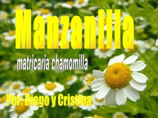 Manzanilla Por: Diego y Cristina matricaria chamomilla 