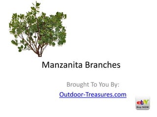 Manzanita Branches Brought To You By: Outdoor-Treasures.com 