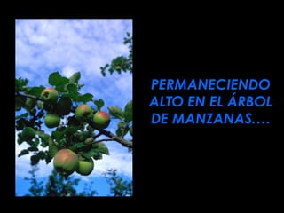 PERMANECIENDO ALTO EN EL ÁRBOL DE MANZANAS.… 