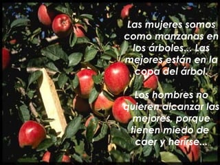 Las mujeres somos
como manzanas en
  los árboles... Las
mejores están en la
   copa del árbol.

  Los hombres no
quieren a...
