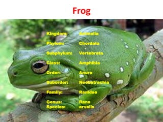 Frog
Kingdom: Animalia
Phylum: Chordata
Subphylum: Vertebrata
Class: Amphibia
Order: Anura
Suborder: Neobatrachia
Family: Ranidae
Genus: Rana
Species: arvalis
