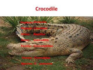 Crocodile
Kingdom: Animalia
Phylum: Chordata
Class: Reptilia
Order: Crocodilia
Family: Crocodylidae
Genus: Crocodylus
Species C. palustris