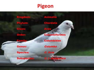Pigeon
Kingdom: Animalia
Phylum: Chordata
Class: Aves
Order: Columbiformes
Family: Columbidae
Genus: Columba
Species: C. livia
Subspecies: C. l. domestica