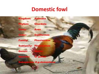 Domestic fowl
Kingdom: Animalia
Phylum: Chordata
Class: Aves
Order: Galliformes
Family: Phasianidae
Subfamily: Phasianinae
Genus: Gallus
Species: G. gallus
Subspecies:G.g.domesticus