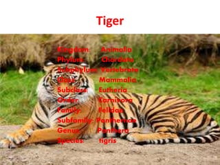 Tiger
Kingdom: Animalia
Phylum: Chordata
Subphylum: Vertebrata
Class: Mammalia
Subclass: Eutheria
Order: Carnivora
Family: Felidae
Subfamily: Panthernae
Genus: Panthera
Species: tigris