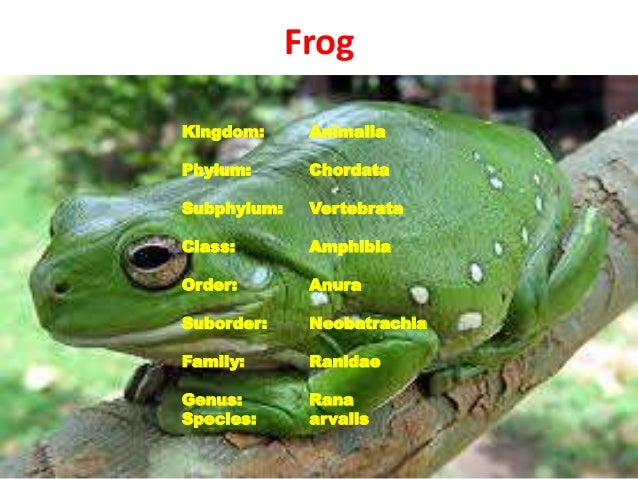 Scientific Classification scientific-classification