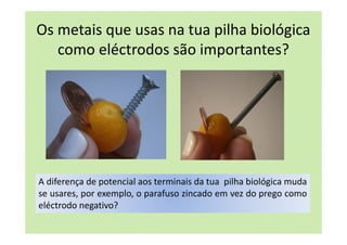 Os metais que usas na tua pilha biológica
como eléctrodos são importantes?
A diferença de potencial aos terminais da tua pilha biológica muda
se usares, por exemplo, o parafuso zincado em vez do prego como
eléctrodo negativo?
 