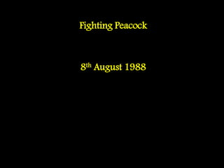 Fighting Peacock
8th August 1988
 