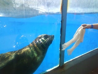 INTERACCIÓN CON DELFINES -María Antonia Plaxats- Viernes 07 y Sábado 08 Agosto 2009-
              En Zoomarine, Albufeira, El Algarve, Portugal
 