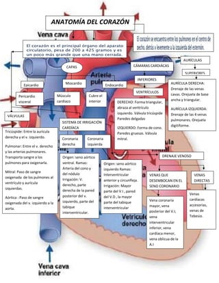 ANATOMÍA DEL CORAZÓN
CAPAS
Epicardio Miocardio Endocardio
CÁMARAS CARDIÁCAS
AURÍCULAS
SUPERIORES
AURÍCULA DERECHA:
Drenaje de las venas
cavas. Orejuela de base
ancha y triangular.
AURÍCULA IZQUIERDA:
Drenaje de las 4 venas
pulmonares. Orejuela
digitiforme.
INFERIORES
VENTRÍCULOS
DERECHO: Forma triangular,
abraza al ventrículo
izquierdo. Válvula tricúspide
Paredes delgadas
IZQUIERDO: Forma de cono.
Paredes gruesas. Válvula
mitral.
VÁLVULAS
Pericardio
visceral
Músculo
cardíaco
Cubre el
interior
Tricúspide: Entre la aurícula
derecha y el v. izquierdo.
Pulmonar: Entre el v. derecho
y las arterias pulmonares.
Transporta sangre a los
pulmones para oxigenarla.
Mitral: Paso de sangre
oxigenada de los pulmones al
ventrículo y aurícula
izquierdas.
Aórtica : Paso de sangre
oxigenada del v. izquierdo a la
aorta.
SISTEMA DE IRRIGACIÓN
CARDÍACA
Coronaria
derecha
Coronaria
izquierda
Origen: seno aórtico
ventral. Ramas:
Arteria del cono y
del nódulo
Irrigación: V.
derecho, parte
derecha de la pared
posterior del v.
izquierdo, parte del
tabique
interventricular.
Origen: seno aórtico
izquierdo Ramas:
Interventricular
anterior y circunfleja.
Irrigación: Mayor
parte del V.I , pared
del V.D , la mayor
parte del tabique
interventricular
DRENAJE VENOSO
VENAS QUE
DESEMBOCAN EN EL
SENO CORONARIO
VENAS
DIRECTAS
Vena coronaria
mayor, vena
posterior del V.I,
vena
interventricular
inferior, vena
cardíaca menor,
vena oblicua de la
A.I
Venas
cardíacas
accesorias,
venas de
Tebesio.