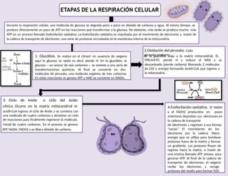 Durante la respiración celular, una molécula de glucosa se degrada poco a poco en dióxido de carbono y agua. Al mismo tiempo, se
produce directamente un poco de ATP en las reacciones que transforman a la glucosa. No obstante, más tarde se produce mucho más
ATP en un proceso llamado fosforilación oxidativa. La fosforilación oxidativa es impulsada por el movimiento de electrones a través de
la cadena de transporte de electrones, una serie de proteínas incrustadas en la membrana interna de la mitocondria.
2.Oxidación del piruvato. Cada
piruvato producto
de la glucólisis viaja a la matriz mitocondrial. EL
PIRUVATO pierde H y reduce el NAD y se
descarboxila (pierde carbono) liberando 2 moléculas
de C02 y energía formando Acetil-CoA que ingresa a
la mitocondria.
3. Ciclo de krebs o ciclo del ácido
cítrico. Ocurre en la matriz mitocondrial el
acetil-CoA ingresa al ciclo de Krebs y se combina con
una molécula de cuatro carbonos y atraviesa un ciclo
de reacciones para finalmente regenerar la molécula
inicial de cuatro carbonos. En el proceso se genera
ATP, NADH, FADH2 y se libera dióxido de carbono.
ETAPAS DE LA RESPIRACIÓN CELULAR
1. Glucólisis. Se realiza en el citosol en ausencia de oxígeno
aquí la glucosa se oxida es decir pierde H. En la glucólisis, la
glucosa —un azúcar de seis carbonos— se somete a una serie de
transformaciones químicas. Al final se convierte en dos
moléculas de piruvato, una molécula orgánica de tres carbonos.
En estas reacciones se genera ATP y NAD se concierte en NADH.,
4.Fosforilación oxidativa. El NADH
y el FADH2 producidos en pasos
anteriores depositan sus electrones en
la cadena de transporte
de electrones y regresan a sus formas
"vacías" El movimiento de los
electrones por la cadena libera
energía que se utiliza para bombear
protones fuera de la matriz y formar
un gradiente. Los protones fluyen de
regreso hacia la matriz, a través de
una enzima llamada ATP sintasa, para
generar ATP. Al final de la cadena de
transporte de electrones, el oxígeno
recibe los electrones y recoge
protones del medio para formar H20.
 