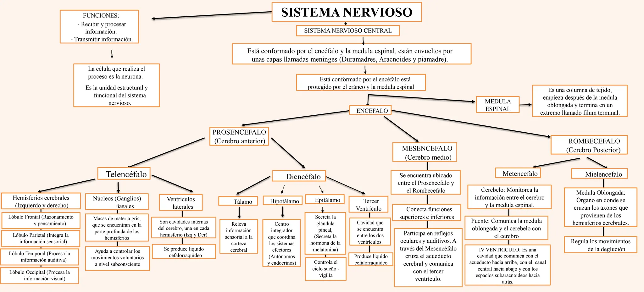 Mapa-conceptual-del-Sistema-Nervioso-3.pptx