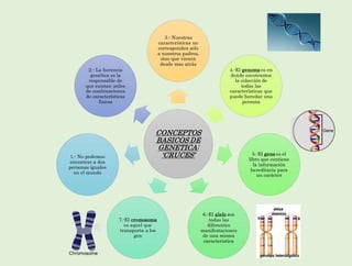 Diagrama De Genetica Humana