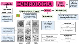EMBRIOLOGIA
União de dois
gametas para
formar o zigoto
Fecundação
Zigoto: célula
diploide que
originará um novo
indivíduo
Tipos
de ovos
Oligolécitos
Telolécitos
Mesolécitos
Centrolécitos
Fases
Segmentação ou clivagens
Blastômeros
8 células
Mórula
16 células
Blástula
32 células
Ocorrem as primeiras
divisões por mitose
depois da fecundação
Ocorre o aumento do
número de células
sem aumentar o
tamanho do embrião
Gastrulação
Formação dos
três folhetos
embrionários
Ectoderme
Mesoderme
Endoderme
Organogênese
Formação dos órgãos que darão
origem aos sistemas do novo
indivíduo
Ectoderme
Tecidos de revestimento do
corpo
Mucosas da boca e cavidades
Sistema nervoso na 3ª semana
de desenvolvimento
Mesoderme
Tecido ósseo
Cartilagens
Sistemas muscular, reprodutor,
excretor
Endoderme
Sistemas respiratório, digestório
e glândulas anexas tireoide,
pâncreas e fígado.
Nessa etapa não
acontece nenhuma
diferenciação celular