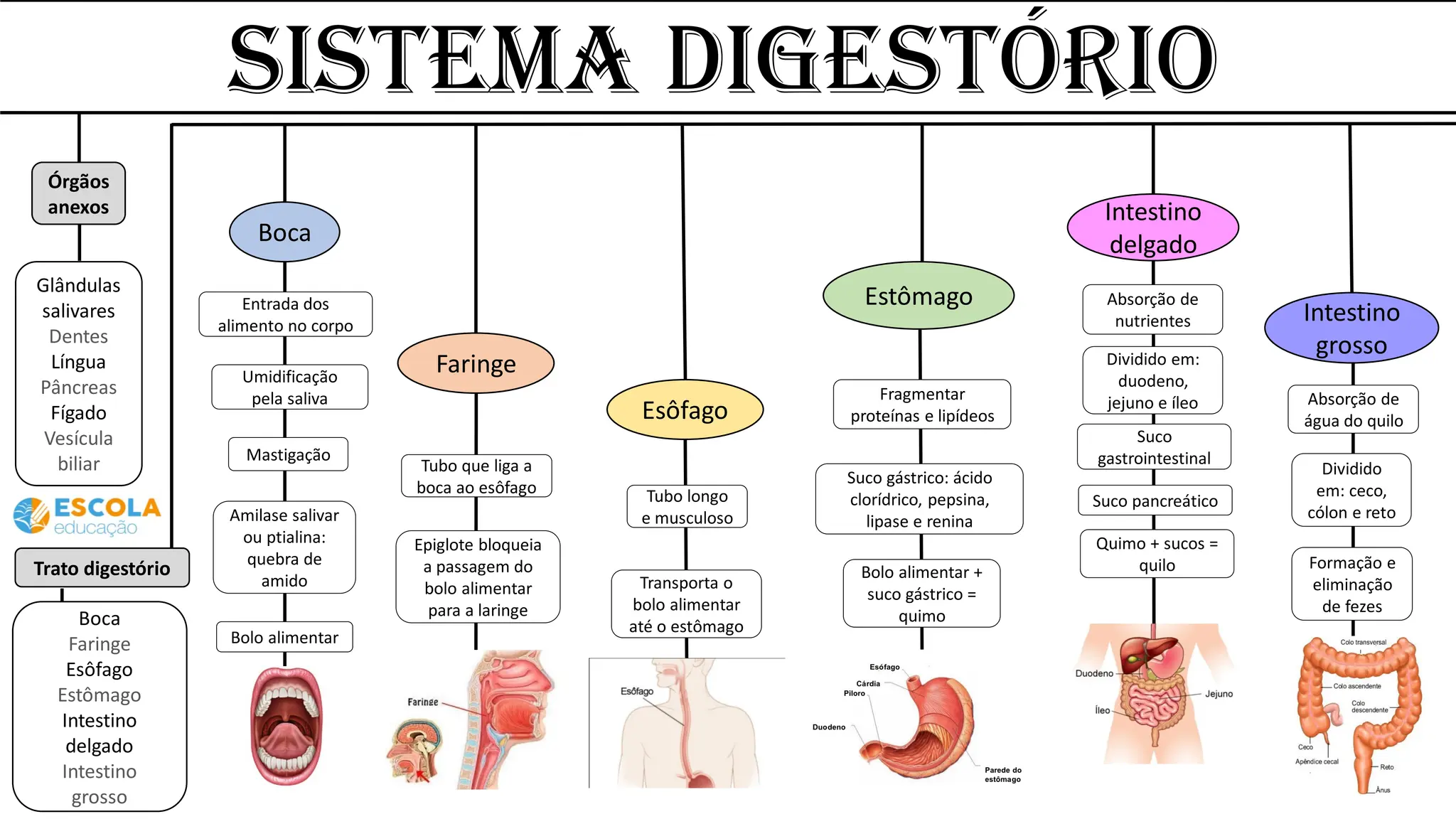 Sistema Digestório
Órgãos
anexos
Glândulas
salivares
Dentes
Língua
Pâncreas
Fígado
Vesícula
biliar
Trato digestório
Boca
Faringe
Esôfago
Estômago
Intestino
delgado
Intestino
grosso
Boca
Faringe
Esôfago
Intestino
delgado
Intestino
grosso
Entrada dos
alimento no corpo
Umidificação
pela saliva
Mastigação
Amilase salivar
ou ptialina:
quebra de
amido
Tubo que liga a
boca ao esôfago
Epiglote bloqueia
a passagem do
bolo alimentar
para a laringe
Tubo longo
e musculoso
Bolo alimentar
Transporta o
bolo alimentar
até o estômago
Fragmentar
proteínas e lipídeos
Estômago
Suco gástrico: ácido
clorídrico, pepsina,
lipase e renina
Bolo alimentar +
suco gástrico =
quimo
Absorção de
nutrientes
Dividido em:
duodeno,
jejuno e íleo
Suco pancreático
Suco
gastrointestinal
Quimo + sucos =
quilo
Absorção de
água do quilo
Dividido
em: ceco,
cólon e reto
Formação e
eliminação
de fezes