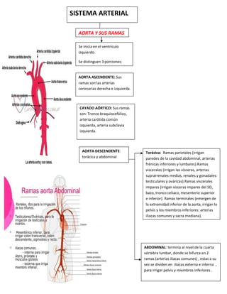 SISTEMA ARTERIAL
AORTA Y SUS RAMAS
Se inicia en el ventrículo
izquierdo.
Se distinguen 3 porciones:
CAYADO AÓRTICO: Sus ramas
son: Tronco braquiocefálico,
arteria carótida común
izquierda, arteria subclavia
izquierda.
AORTA ASCENDENTE: Sus
ramas son las arterias
coronarias derecha e izquierda.
AORTA DESCENDENTE:
torácica y abdominal
Torácica: Ramas parietales (irrigan
paredes de la cavidad abdominal, arterias
frénicas inferiores y lumbares).Ramas
viscerales (irrigan las vísceras, arterias
suprarrenales medias, renales y gonadales:
testiculares y ováricas).Ramas viscerales
impares (irrigan vísceras impares del SD,
bazo, tronco celiaco, mesenterio superior
e inferior). Ramas terminales (emergen de
la extremidad inferior de la aorta, irrigan la
pelvis y los miembros inferiores: arterias
iliacas comunes y sacra mediana).
ABDOMINAL: termina al nivel de la cuarta
vértebra lumbar, donde se bifurca en 2
ramas (arterias iliacas comunes) , estas a su
vez se dividen en iliacas externa e interna ,
para irrigar pelvis y miembros inferiores .
 