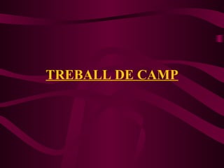 TREBALL DE CAMP 