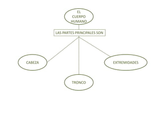EL
CUERPO
HUMANO
LAS PARTES PRINCIPALES SON

CABEZA

EXTREMIDADES

TRONCO

 