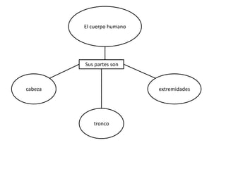 El cuerpo humano
Sus partes son
cabeza
extremidades
tronco