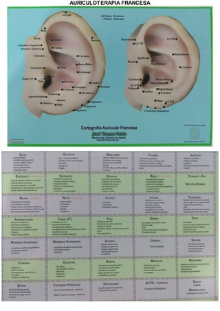 AURICULOTERAPIA FRANCESA
 