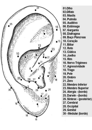 MAPA_AURICULO_SUBDIVIDIDO_POR_AREAS[1].docx
