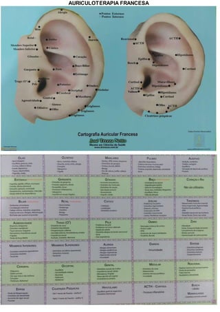 AURICULOTERAPIA FRANCESA
 