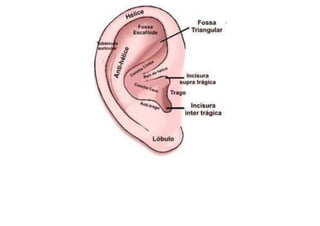 MAPA AURICULOTERAPIA DE A a Z.docx