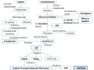 Mapa catabolismo