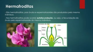 Hermafroditas
- São hermafroditas, pois óvulos e espermatozoides são produzidos pelo mesmo
indivíduo.
- Nos hermafroditas pode ocorrer autofecundação, ou seja, a fecundação do
óvulo pelo espermatozoide do mesmo indivíduo.
 