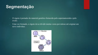 Segmentação
- O zigoto é portador do material genético fornecido pelo espermatozoide e pelo
óvulo.
- Uma vez formado, o zigoto irá se dividir muitas vezes por mitose até originar um
novo indivíduo.
 