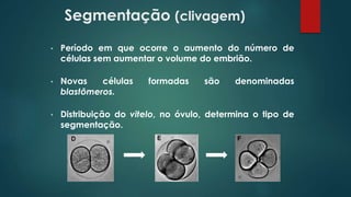 Segmentação (clivagem)
• Período em que ocorre o aumento do número de
células sem aumentar o volume do embrião.
• Novas células formadas são denominadas
blastômeros.
• Distribuição do vitelo, no óvulo, determina o tipo de
segmentação.
 