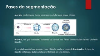 Fases da segmentação
mórula, em forma se forma um maciço celular com pouca células
blástula, em que é aumento o número de células e se forma uma cavidade interna cheia de
líquido.
A cavidade central que se observa na blástula recebe o nome de blastocele e é cheia de
líquido sintetizado pelas células que formam os seus limites.
 