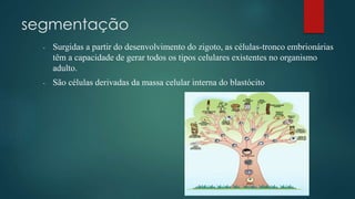 segmentação
- Surgidas a partir do desenvolvimento do zigoto, as células-tronco embrionárias
têm a capacidade de gerar todos os tipos celulares existentes no organismo
adulto.
- São células derivadas da massa celular interna do blastócito
 