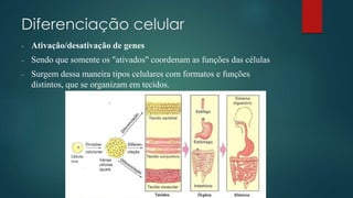 Diferenciação celular
- Ativação/desativação de genes
- Sendo que somente os "ativados" coordenam as funções das células
- Surgem dessa maneira tipos celulares com formatos e funções
distintos, que se organizam em tecidos.
 