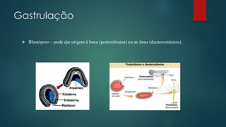Gastrulação
 Blastóporo – pode dar origem à boca (protostômios) ou ao ânus (deuterostômios).
 