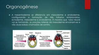 Organogênese
 A mesentoderme se diferencia em mesoderme e endoderme,
configurando a formação de três folhetos embrionários:
ectoderme, mesoderme e endoderme. À medida que tubo neural
vai se formando, as porções laterais da mesoderme envanam-se e
vão duas bolsas chamadas de somito.
 