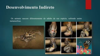 Desenvolvimento Indireto
Os animais nascem diferentemente do adulto de sua espécie, sofrendo assim
metamorfose.
 