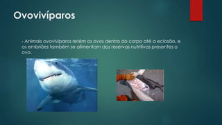 Ovovivíparos
- Animais ovovivíparos retém os ovos dentro do corpo até a eclosão, e
os embriões também se alimentam das reservas nutritivas presentes o
ovo.
 