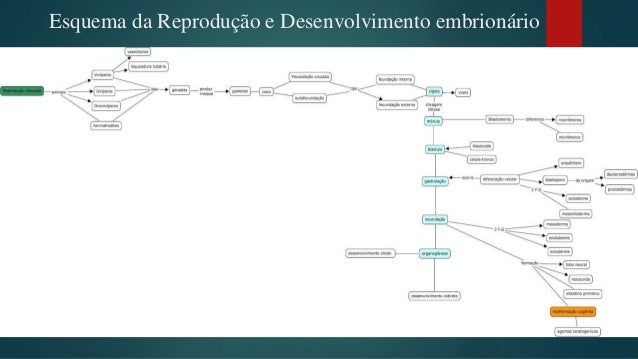 Mapa conceitual embriologia