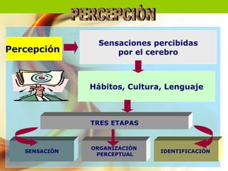 Sensaciones percibidas
Percepción           por el cerebro



               Hábitos, Cultura, Lenguaje



               TRES ETAPAS


               ORGANIZACIÒN
   SENSACIÒN                   IDENTIFICACIÒN
                PERCEPTUAL
 