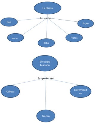 La planta

Sus partes
son

Raiz

Fruto

Flores

Hojas
Tallo

El cuerpo
humano

Sus partes son

Extremidad
es

Cabeza

Tronco

 