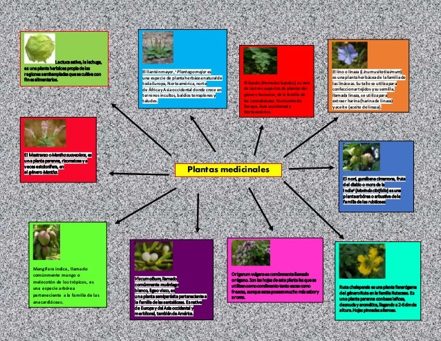 Resultado de imagen para mapas conceptuales de plantas medicinales