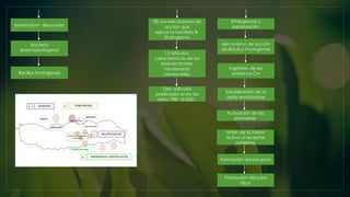 Metarhizium -Beauveria
Bacteria
entomopatógena
Bacillus thuringiensis
08: los mecanismos de
acción que
ejerce la bacteria B.
thuringiensis
12 artículos:
características de los
bioinsecticidas
microbianos
comerciales.
Obs: artículos
publicados entre los
años 1981 al 2021,
Emergencia y
esporulación
Mecanismo de acción
de Bacillus thuringiensis
Ingestión de las
proteínas Cry
Solubilización de la
delta endotoxinas
Unión de la toxina
activa al receptor
caderina
Formación del pre-poro
Formación del poro
lítico
Activación de las
protoxinas
 