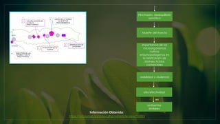 Hinchazón, desequilibrio
osmótico
Muerte del insecto
Importancia de los
microorganismos
nativos
entomopatógenos en
la fabricación de
bioinsecticidas
comerciales
alta efectividad
ambientes
similares
viabilidad y virulencia
en
Información Obtenida:
https://rsdjournal.org/index.php/rsd/article/view/16893
 