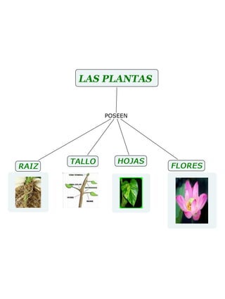Mapa Conceptual Las Plantas