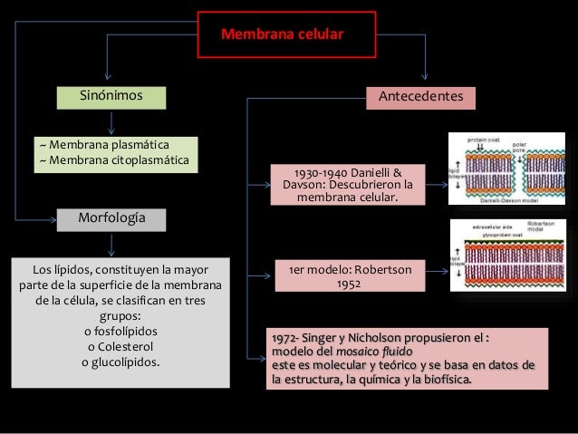 Mapa Conceptual Membrana Celular