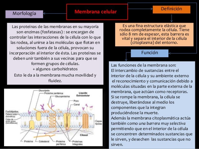 Mapa conceptual membrana celular